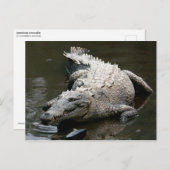 Amerikaanse krokodil (Crocodylus acutus) Briefkaart (Voorkant / Achterkant)