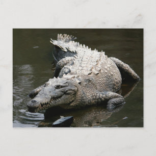 Amerikaanse krokodil (Crocodylus acutus) Briefkaart