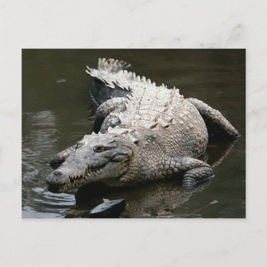 Amerikaanse krokodil (Crocodylus acutus) Briefkaart (Voorkant)