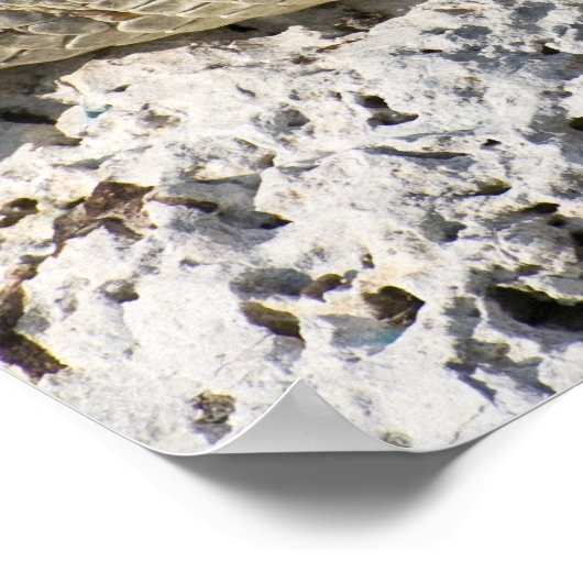 Amerikaanse krokodil poster (Hoek)