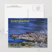 Amerikaanse krokodile Everglades Briefkaart (Voorkant / Achterkant)