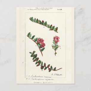 Amerikaanse kruidbes (Vaccinium Macrocarpon) Briefkaart