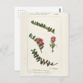 Amerikaanse kruidbes (Vaccinium Macrocarpon) Briefkaart (Voorkant / Achterkant)