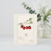 Amerikaanse kruidbes (Vaccinium macrocarpon) Briefkaart (Staand voorkant)