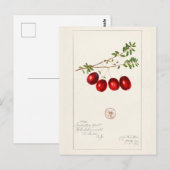 Amerikaanse kruidbes (Vaccinium macrocarpon) Briefkaart (Voorkant / Achterkant)