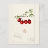 Amerikaanse kruidbes (Vaccinium macrocarpon) Briefkaart (Voorkant)