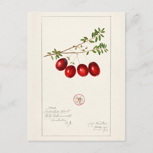 Amerikaanse kruidbes (Vaccinium macrocarpon) Briefkaart (Voorkant)
