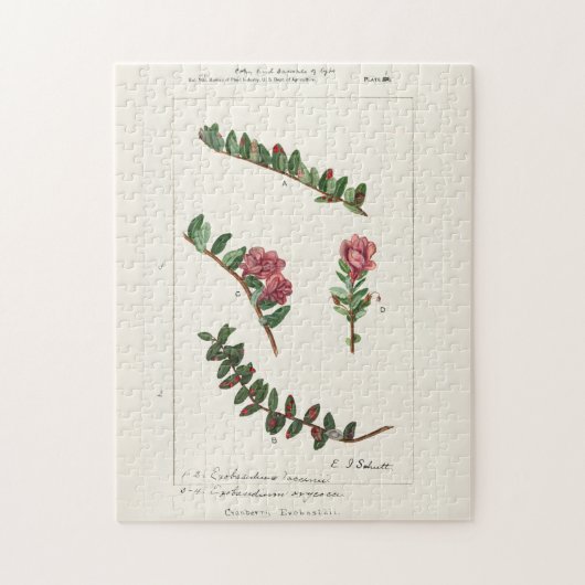 Amerikaanse kruidbes (Vaccinium Macrocarpon) Legpuzzel (Verticaal)