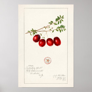 Amerikaanse kruidbes (Vaccinium macrocarpon) Poster