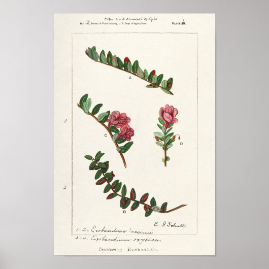 Amerikaanse kruidbes (Vaccinium Macrocarpon) Poster (Voorkant)