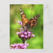 Amerikaanse Lady Butterfly Briefkaart (Voorkant)