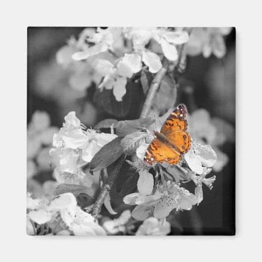 Amerikaanse Lady Butterfly op Apple Blossom Magnet (Voorkant)