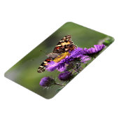 Amerikaanse Lady Butterfly Vaste Asters 4x6 Magneet (Linkerzijde)