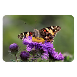 Amerikaanse Lady Butterfly Vaste Asters 4x6 Magneet
