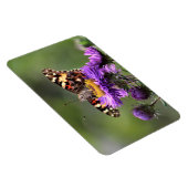 Amerikaanse Lady Butterfly Vaste Asters 4x6 Magneet (Rechterzijde)
