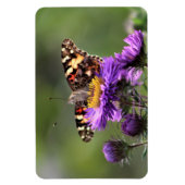 Amerikaanse Lady Butterfly Vaste Asters 4x6 Magneet (Verticaal)