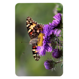 Amerikaanse Lady Butterfly Vaste Asters 4x6 Magneet