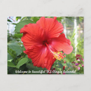Amerikaanse Maagdeneilanden - Hibiscus Briefkaart