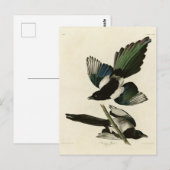 Amerikaanse Magpie uit de Amerikaanse vogels van A Briefkaart (Voorkant / Achterkant)