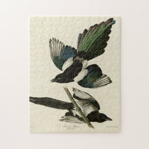 Amerikaanse Magpie uit de Amerikaanse vogels van A Legpuzzel