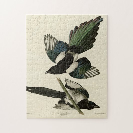 Amerikaanse Magpie uit de Amerikaanse vogels van A Legpuzzel (Verticaal)