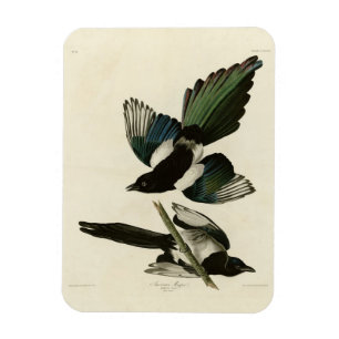 Amerikaanse Magpie uit de Amerikaanse vogels van A Magneet