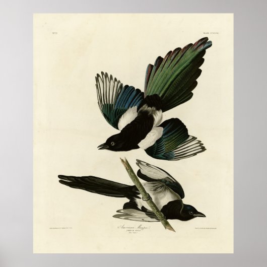 Amerikaanse Magpie uit de Amerikaanse vogels van A Poster (Voorkant)