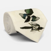 Amerikaanse Magpie uit de Amerikaanse vogels van A Stropdas (Opgerold)