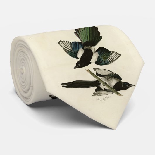 Amerikaanse Magpie uit de Amerikaanse vogels van A Stropdas (Opgerold)