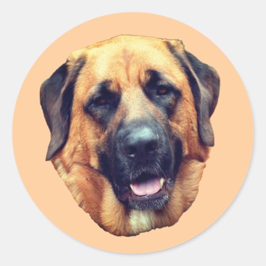 Amerikaanse Mastiff Dog Ronde Sticker (Voorkant)