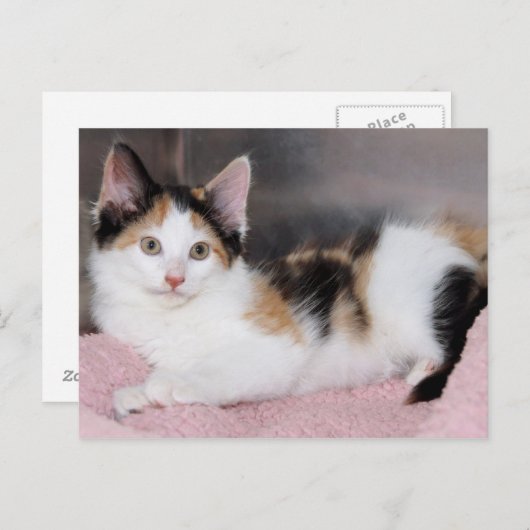 Amerikaanse Mediumhair Calico Kitten Briefkaarten (Voorkant / Achterkant)