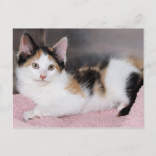Amerikaanse Mediumhair Calico Kitten Briefkaarten