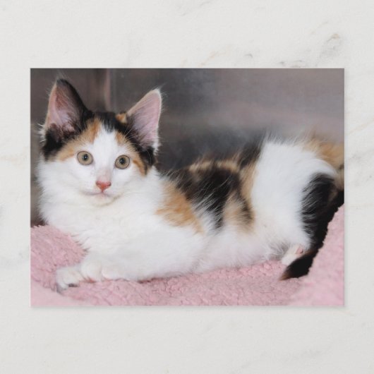 Amerikaanse Mediumhair Calico Kitten Briefkaarten (Voorkant)