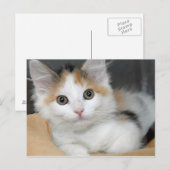 Amerikaanse Mediumhair Calico Kitten Briefkaarten (Voorkant / Achterkant)