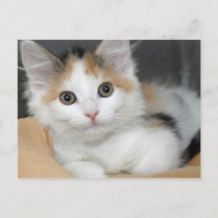 Amerikaanse Mediumhair Calico Kitten Briefkaarten