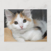 Amerikaanse Mediumhair Calico Kitten Briefkaarten (Voorkant)