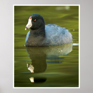 Amerikaanse Meerkoet Muurkunst Watervogelreflect Poster