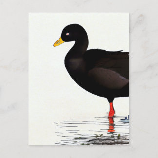 Amerikaanse Meerkoet - Vogel - Natuur Kunstkaart Briefkaart