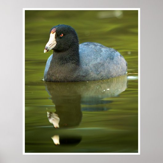 Amerikaanse Meerkoet Weerspiegeling Watervogel Nat Poster (Voorkant)