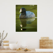 Amerikaanse Meerkoet Weerspiegeling Watervogel Nat Poster (Keuken)