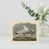 Amerikaanse meeuw - Amerikaanse vogels van Audubon Briefkaart (Staand voorkant)
