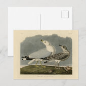 Amerikaanse meeuw - Amerikaanse vogels van Audubon Briefkaart (Voorkant / Achterkant)