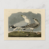 Amerikaanse meeuw - Amerikaanse vogels van Audubon Briefkaart (Voorkant)