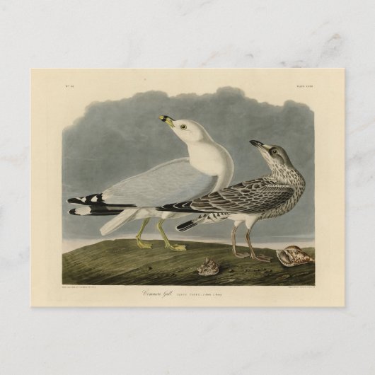 Amerikaanse meeuw - Amerikaanse vogels van Audubon Briefkaart (Voorkant)