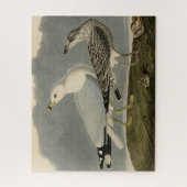 Amerikaanse meeuw - Amerikaanse vogels van Audubon Legpuzzel (Verticaal)