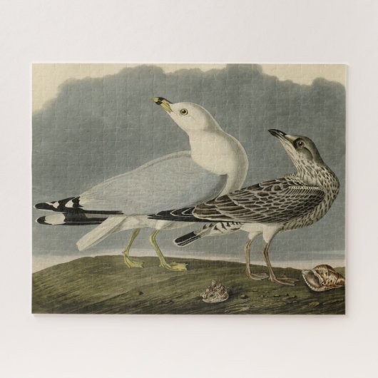 Amerikaanse meeuw - Amerikaanse vogels van Audubon Legpuzzel (Horizontaal)