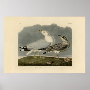 Amerikaanse meeuw - Amerikaanse vogels van Audubon Poster