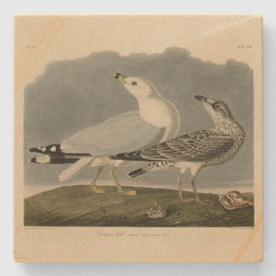 Amerikaanse meeuw - Amerikaanse vogels van Audubon Stenen Onderzetter