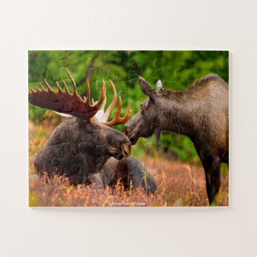 Amerikaanse Moose Legpuzzel (Horizontaal)