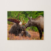 Amerikaanse Moose Legpuzzel (Horizontaal)